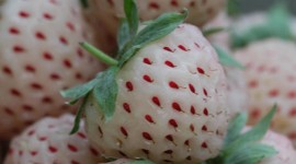 White Strawberries Aircraft Picture