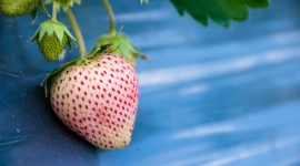 White Strawberries Desktop Wallpaper