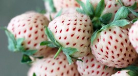 White Strawberries Photo