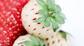 White Strawberries Wallpaper