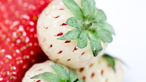 White Strawberries wallpapers high quality
