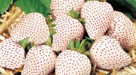 White Strawberries Wallpaper HQ