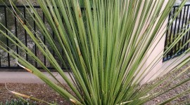 Yucca Wallpaper For IPhone Download