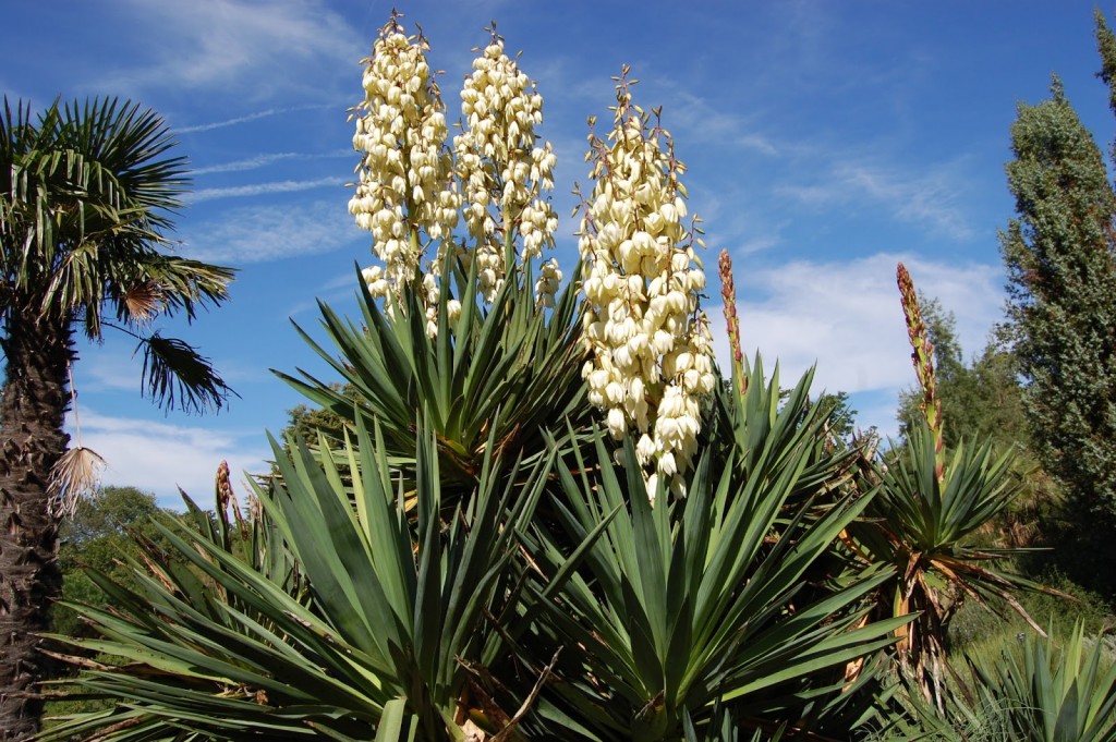 Yucca wallpapers HD