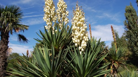 Yucca wallpapers high quality