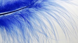 4K Blue Feather Aircraft Picture