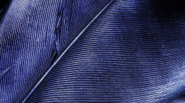 4K Blue Feather Wallpaper For Android