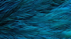 4K Blue Feather Wallpaper Gallery