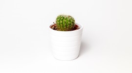 4K Cactus Image Download