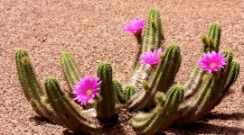 4K Cactus Photo Download#1