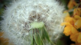 4K Fluffy Dandelion Aircraft Picture