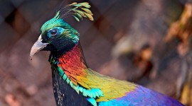 4K Multicolored Feather Photo Download