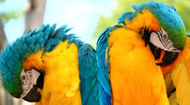 4K Multicolored Feather Photo Free