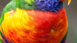 4K Multicolored Feather Wallpaper For Mobile