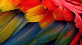 4K Multicolored Feather Wallpaper Full HD