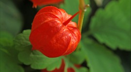 4K Physalis Flower Wallpaper For IPhone#1