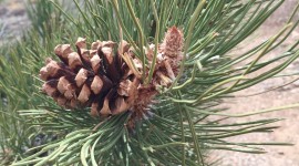4K Pine Branches Needles For IPhone