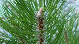 4K Pine Branches Needles For Mobile