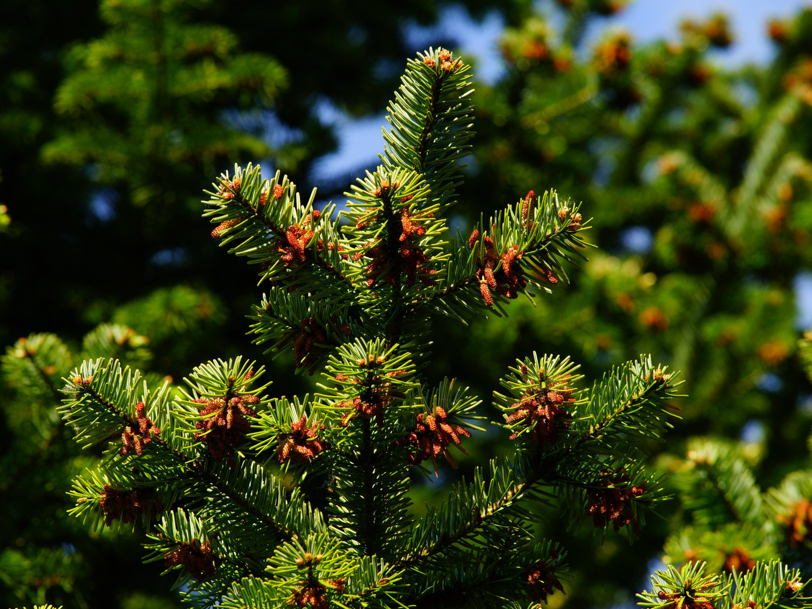 4K Pine Branches Needles Wallpapers High Quality | Download Free