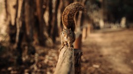 4K Squirrel Park Wallpaper