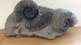 Ammonite Wallpaper Background