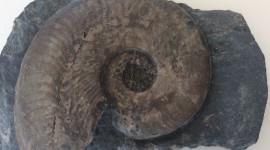 Ammonite Wallpaper Download
