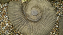 Ammonite Wallpaper Download Free