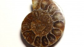 Ammonite Wallpaper For Desktop