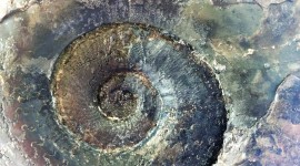 Ammonite Wallpaper Free