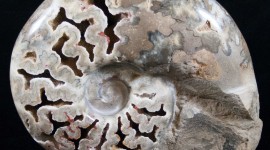 Ammonite Wallpaper HD