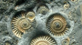 Ammonite Wallpaper HQ