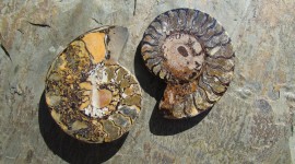 Ammonite Wallpaper High Definition