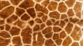 Animal Skins Wallpaper Background