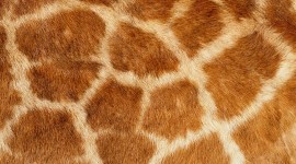 Animal Skins Wallpaper For IPhone 6