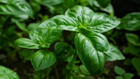 Basil wallpapers high quality