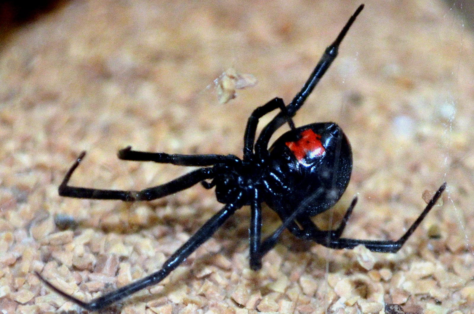 Black Widow Spider Wallpapers High Quality | Download Free