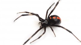 Black Widow Spider Wallpaper 1080p