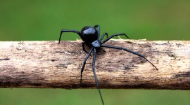 Black Widow Spider Wallpaper