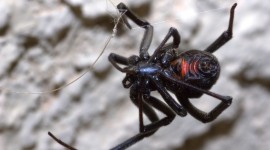 Black Widow Spider Wallpaper Background