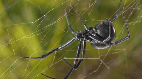 Black Widow Spider wallpapers high quality