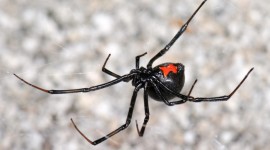 Black Widow Spider Wallpaper Full HD