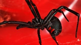 Black Widow Spider Wallpaper Gallery