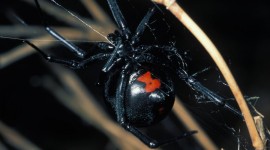 Black Widow Spider Wallpaper HQ