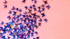 Butterflies Wall Photo