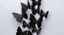 Butterflies Wall Wallpaper For Android