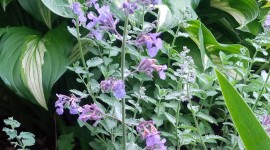 Cat Mint Wallpaper For IPhone Download