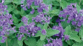 Cat Mint Wallpaper For IPhone Free