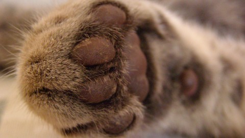 Cat’s Foot wallpapers high quality