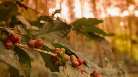 Coffee Fruit Branches Photo Free