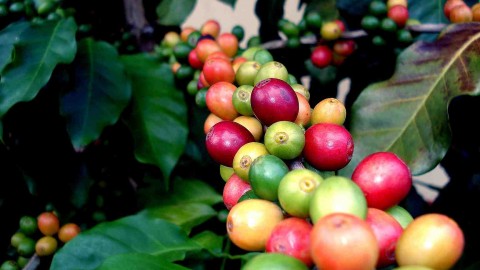 Coffee Fruit Branches wallpapers high quality